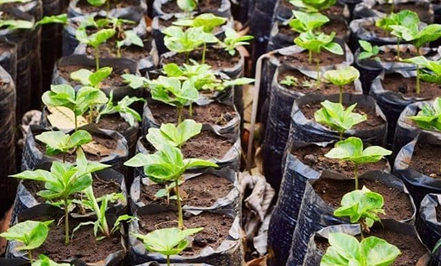 Bolsas maceta para cultivo